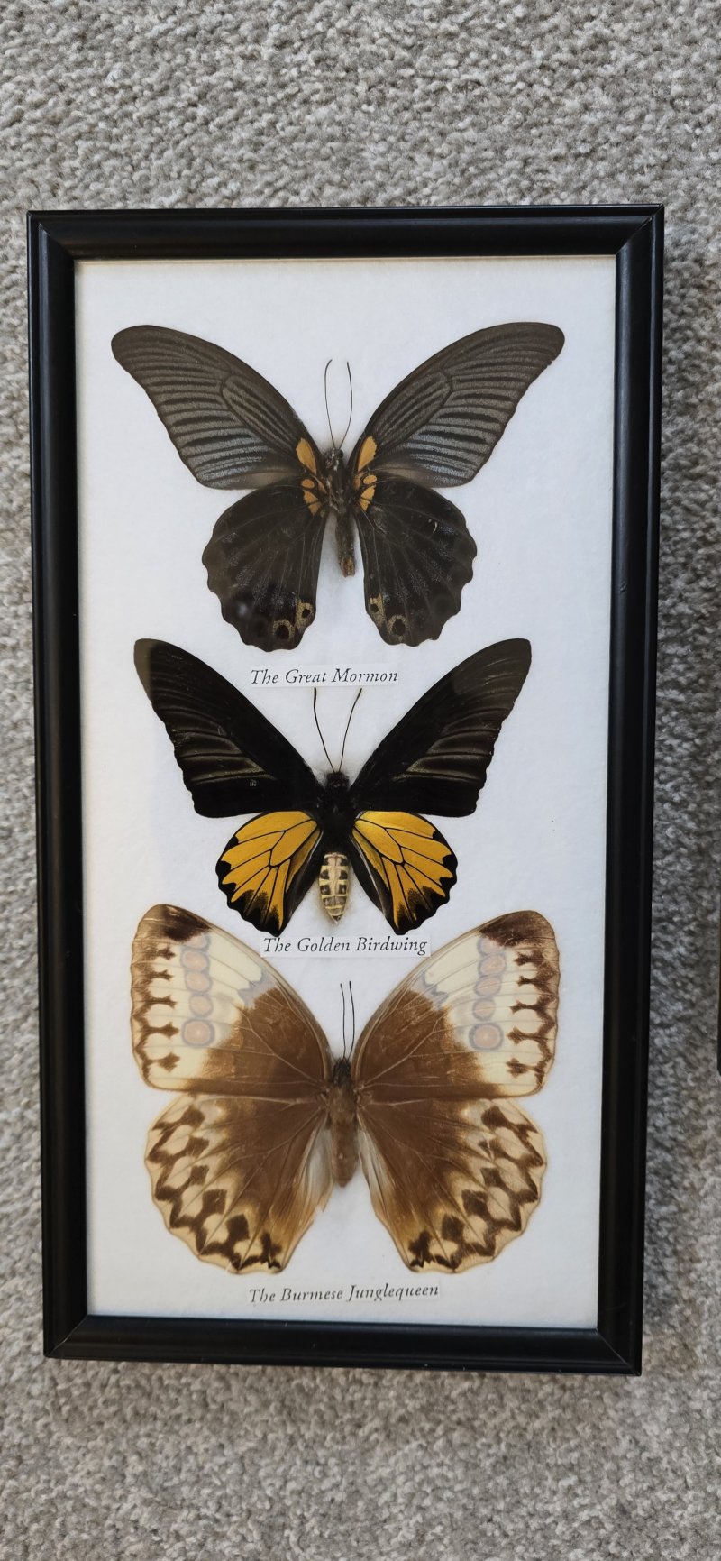 Two Framed Butterfly Pictures