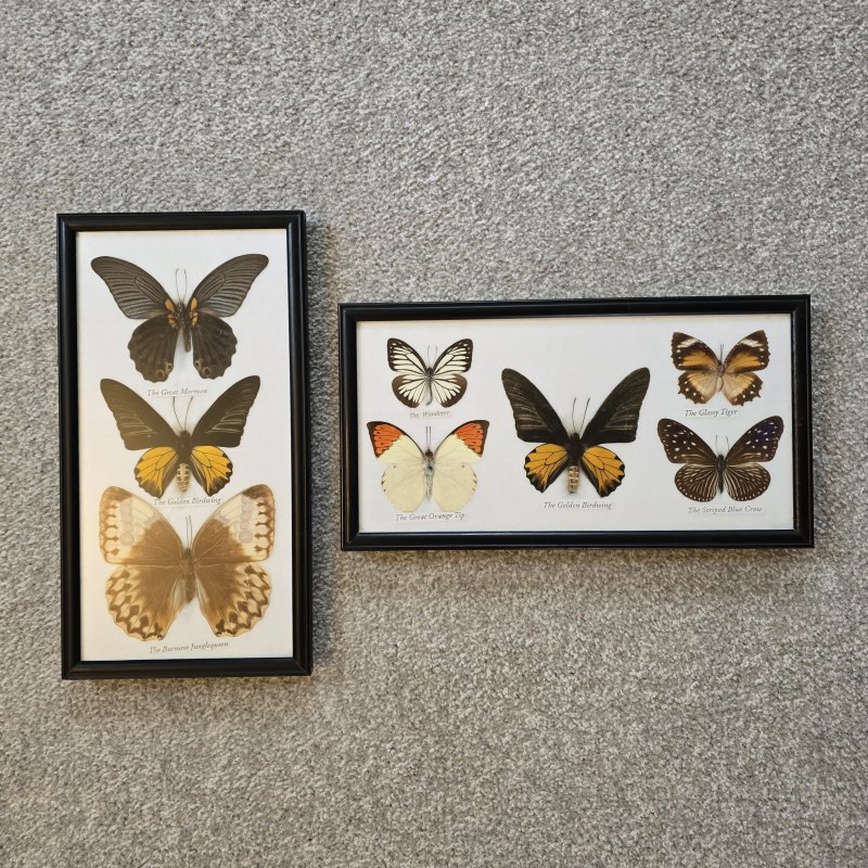 Two Framed Butterfly Pictures