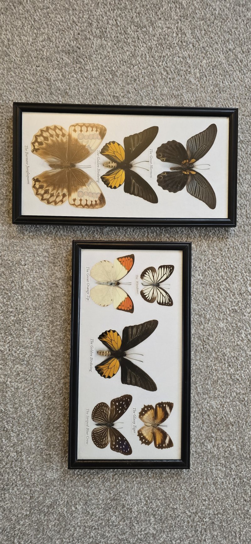 Two Framed Butterfly Pictures
