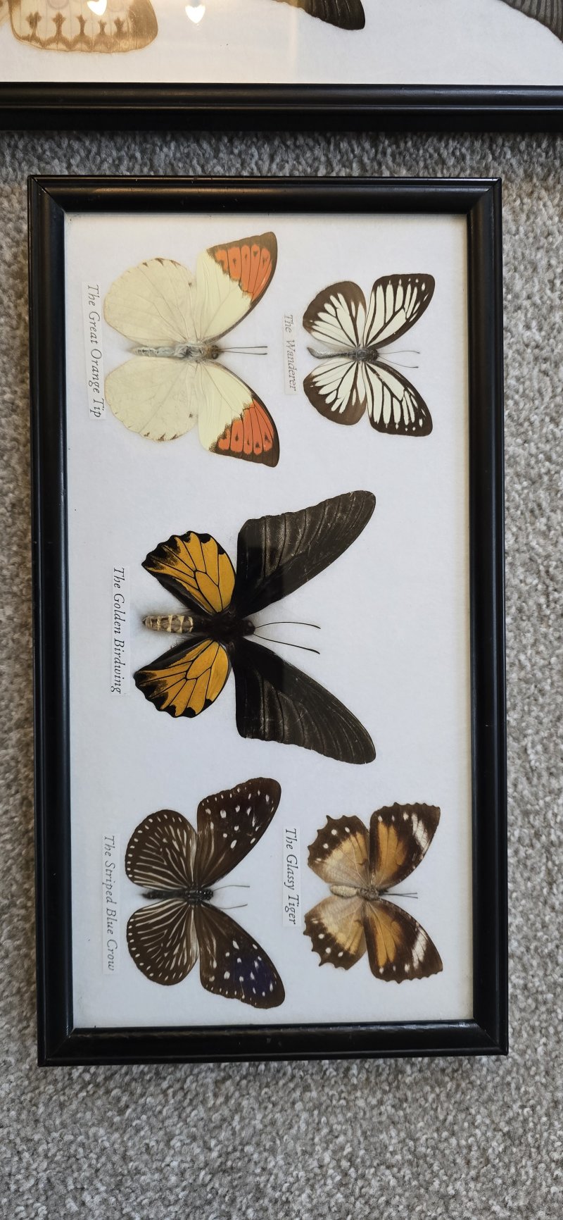 Two Framed Butterfly Pictures